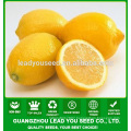 JLM01 Kingdeli fruit seeds in lemon tree seeds, lemon seeds